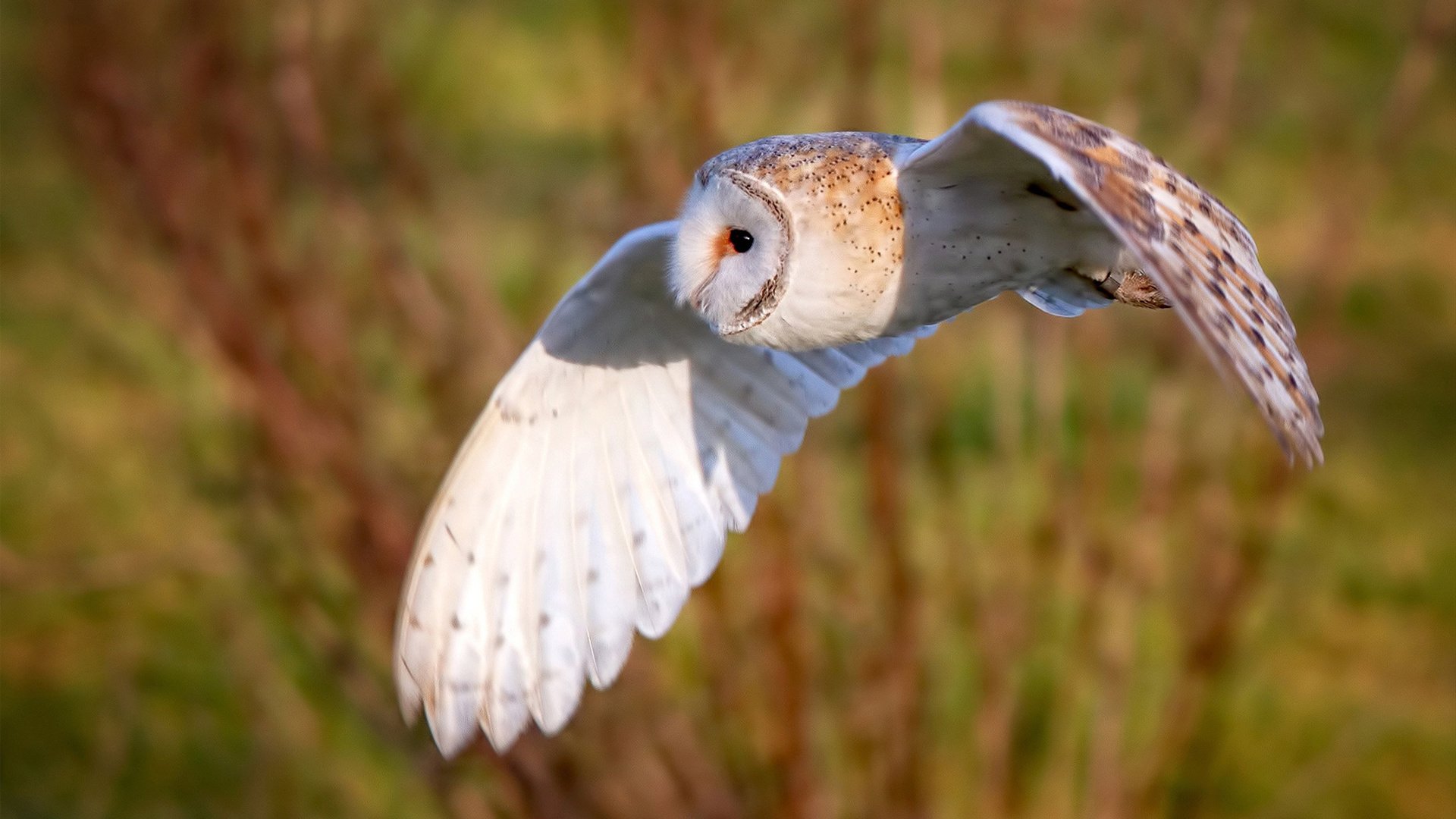 开云APP-库里加时封神，老鹰展翅击溃魔术